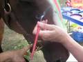 Horse Gets Face Painted at Brockton Party