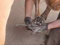 Kimba (the famous pony) Gets His Hooves Trimmed by a Lady