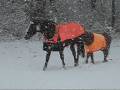 Ponies in the Snow