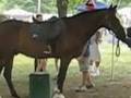 Pony Rides July 4 Halifax Mass